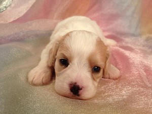 Females|Cavachon|Puppies|Sale|Iowa|August|2012|$675